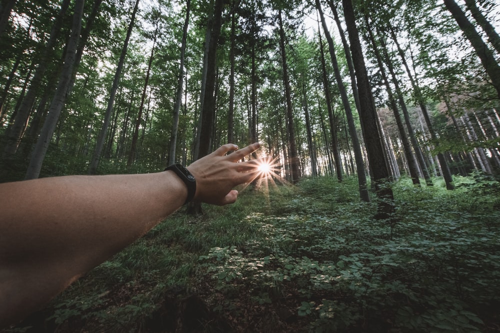 sole penetrante sulla mano delle persone che si leva in piedi sulla foresta