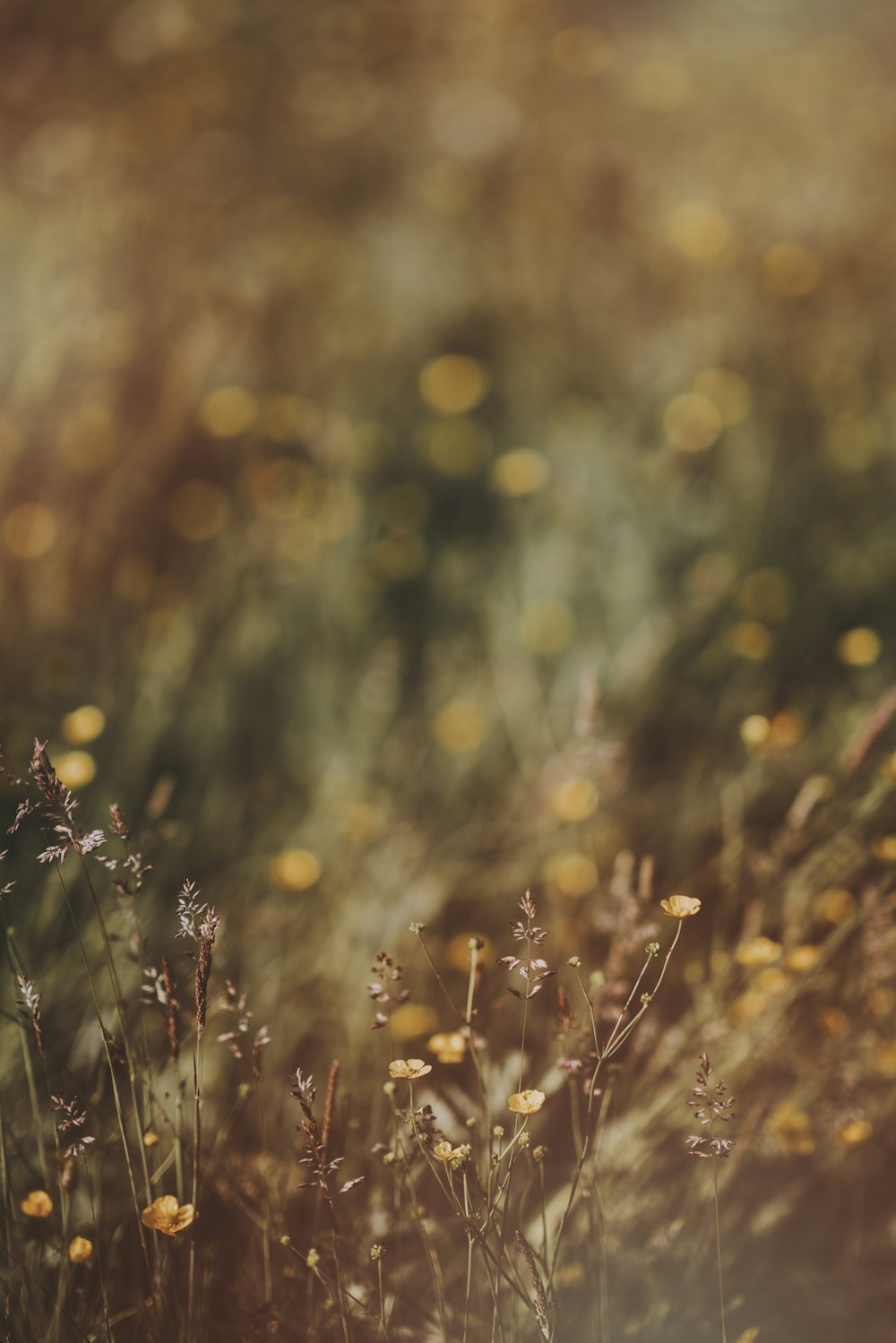 bokeh light photography of flowes