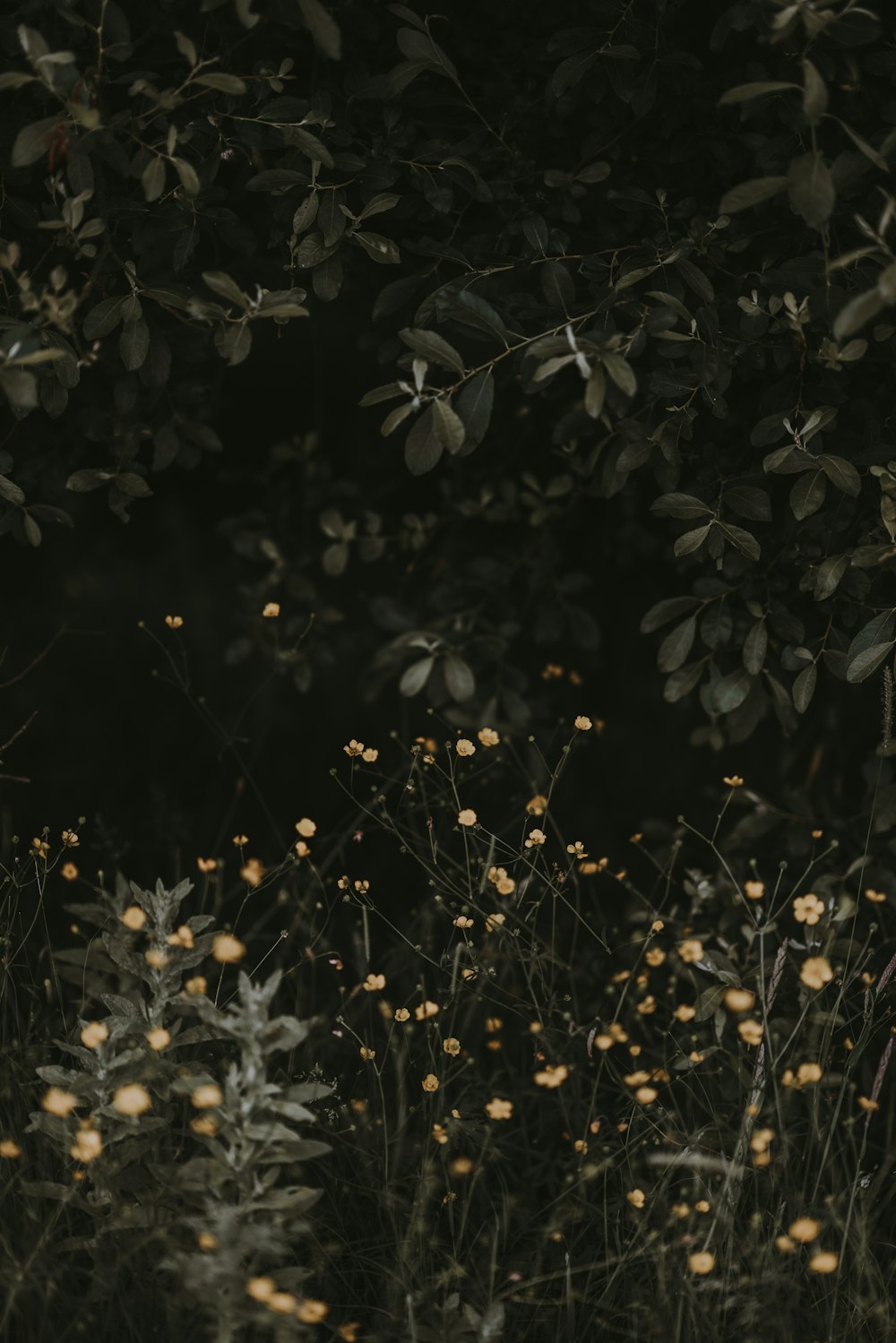 黄色い花のチルトシフトレンズ撮影