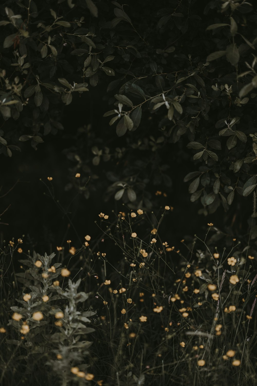 tilt shift lens photography of yellow flowers