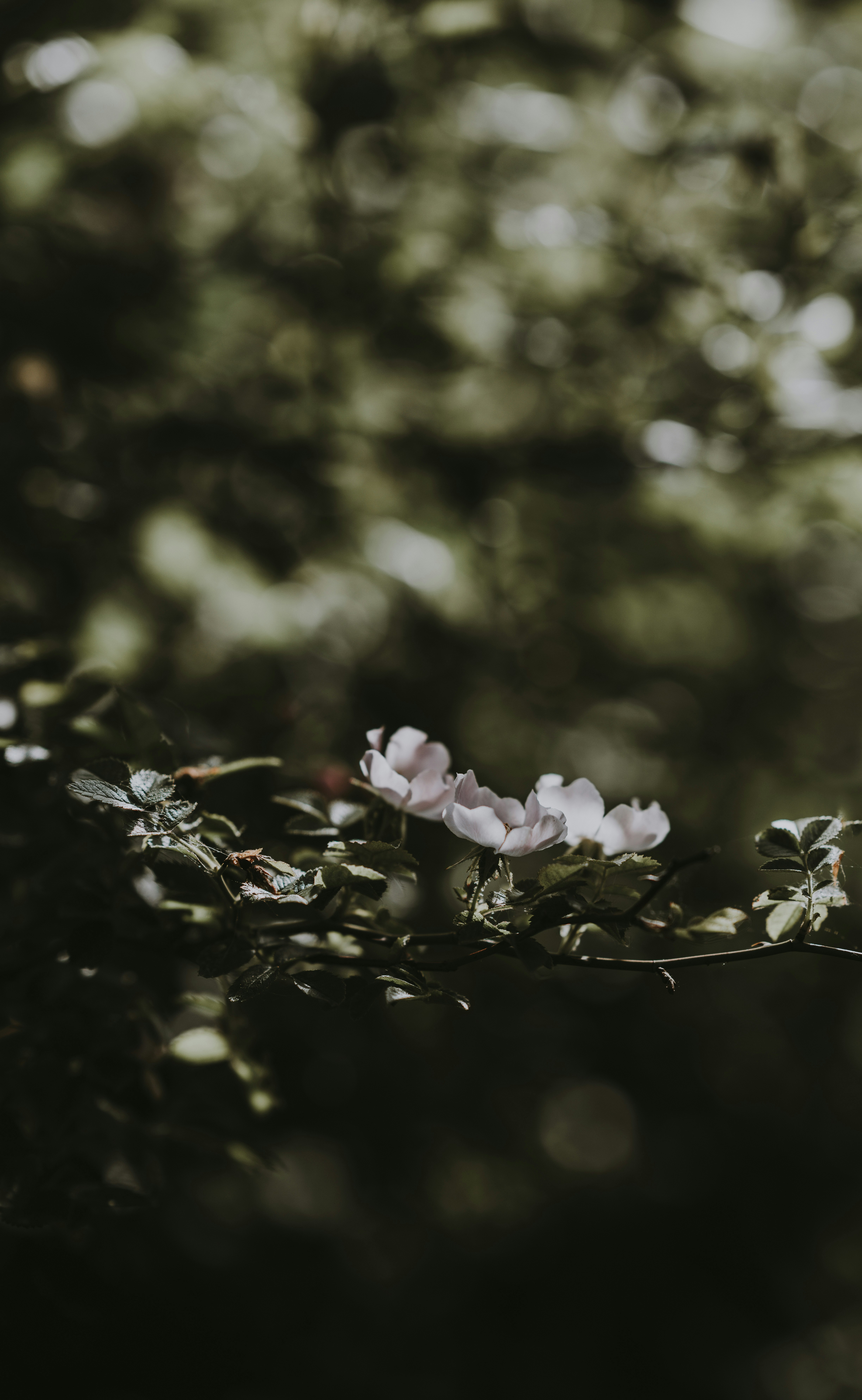 Photo by anniespratt