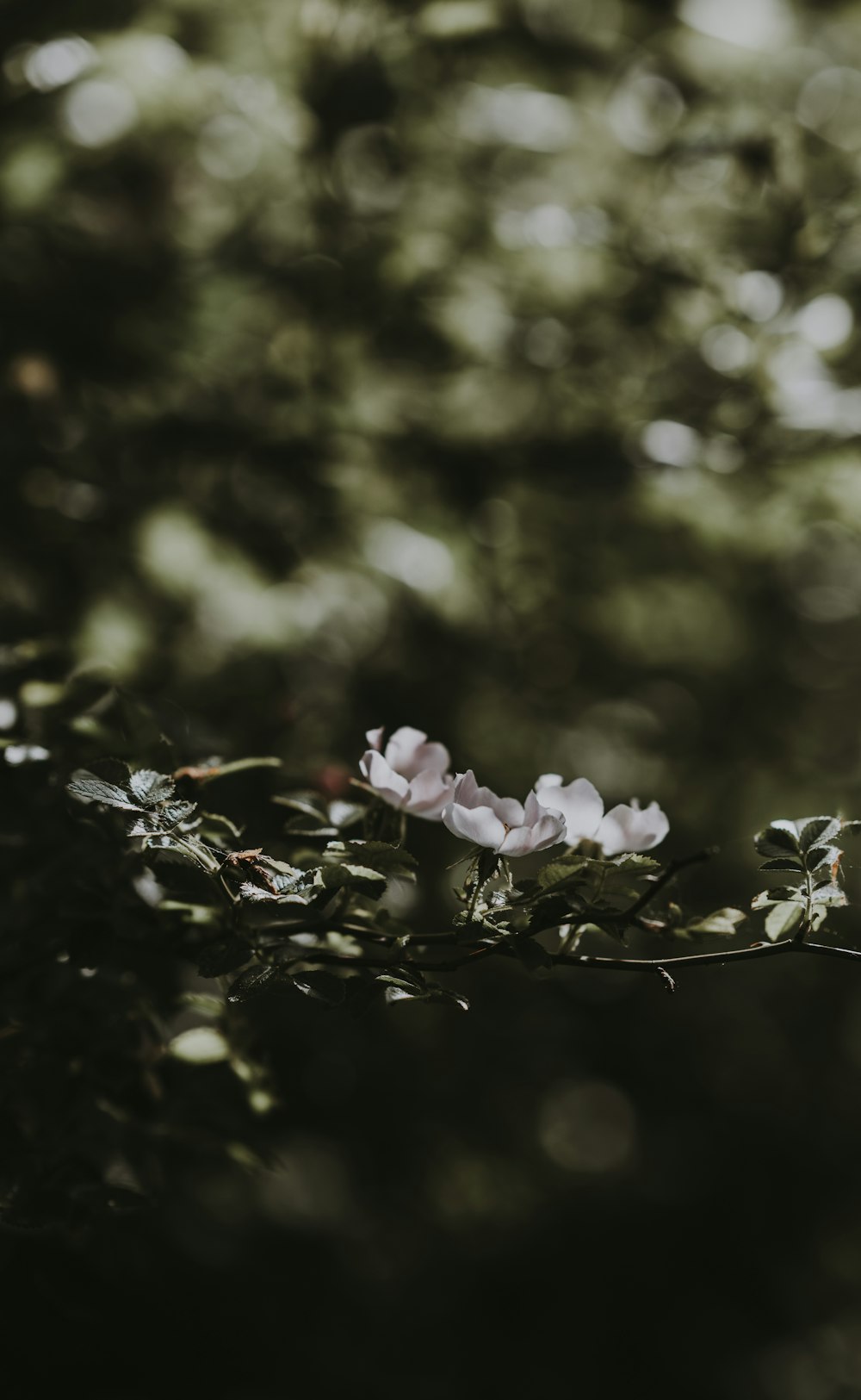 Fotografia a fuoco superficiale di fiori di petali bianchi