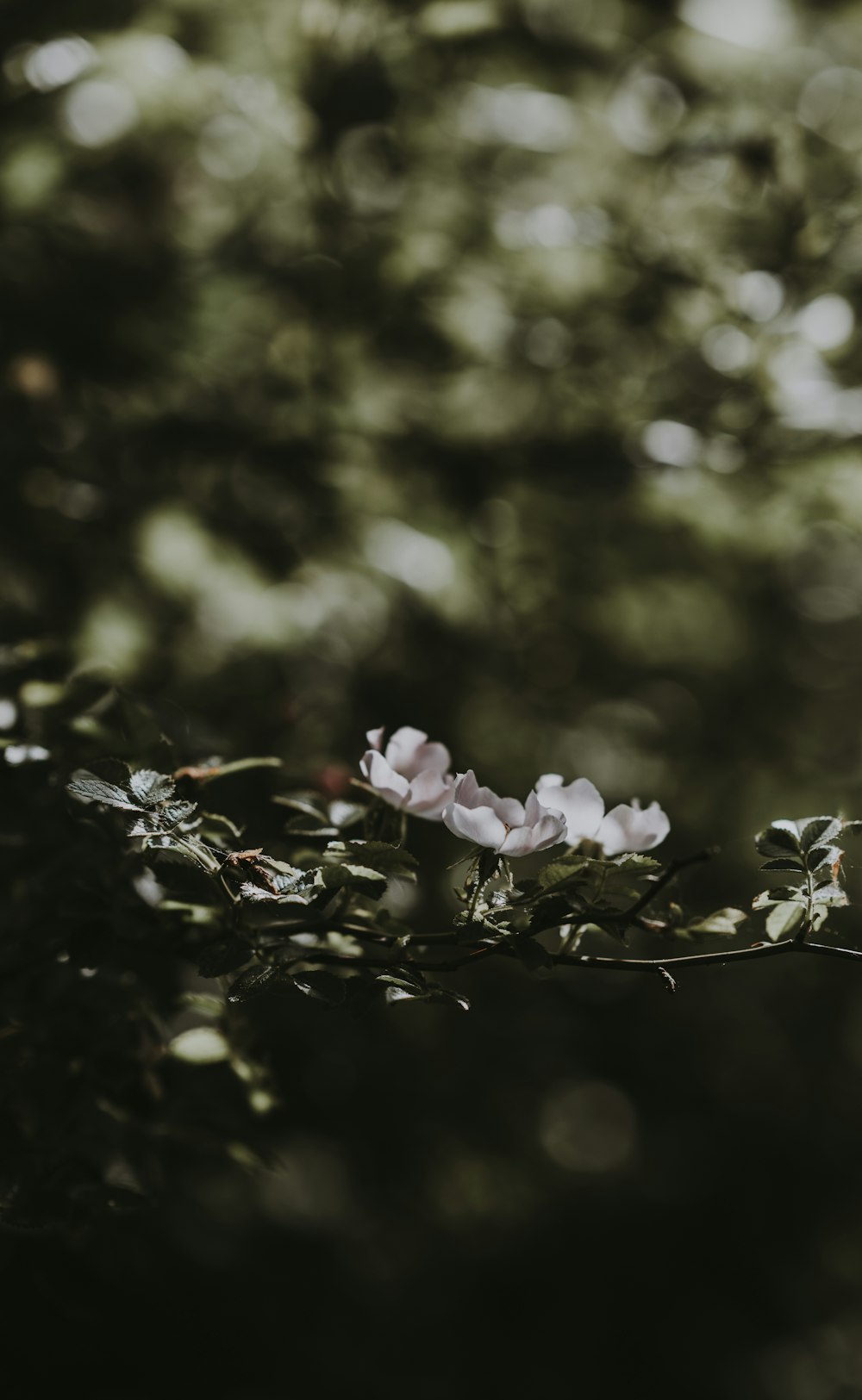 fotografia de foco raso de flores de pétalas brancas