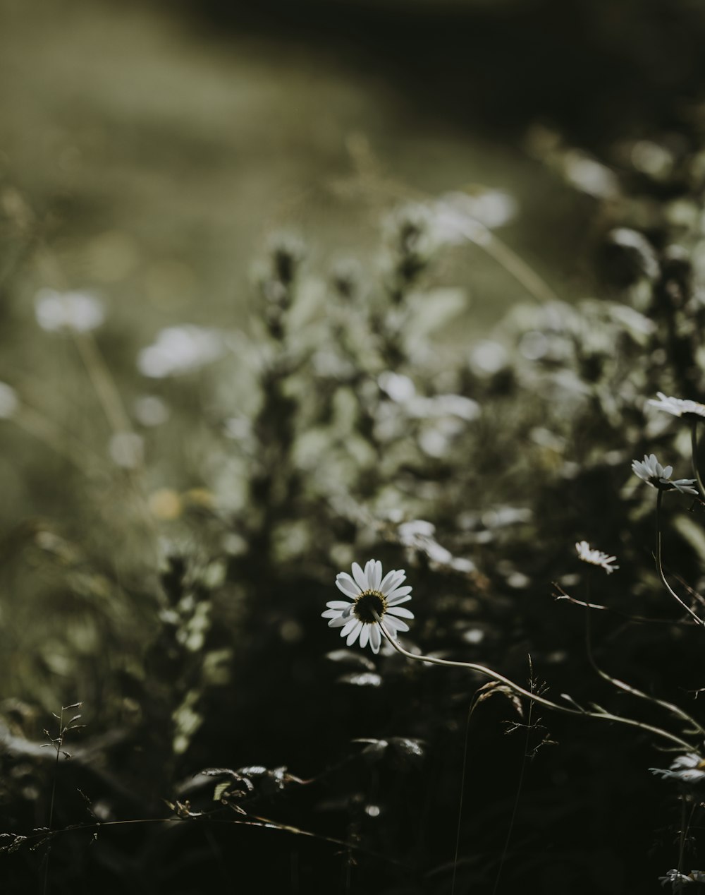 shallow focus photography of white flower