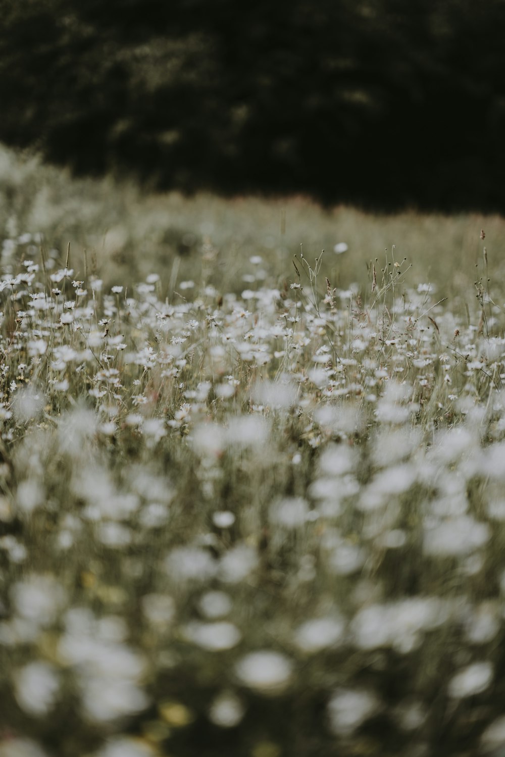 white petaled flowers