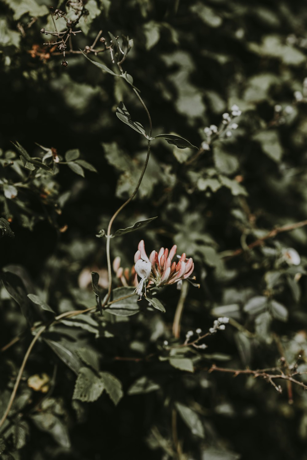 selective focus photography of pink cluster flowers