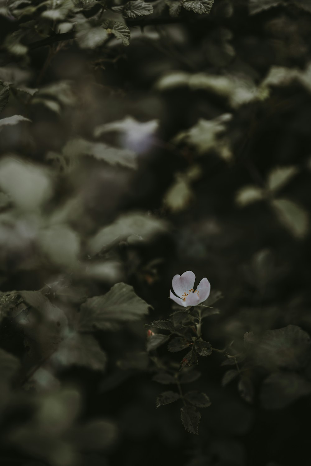 white petaled flower in bloom