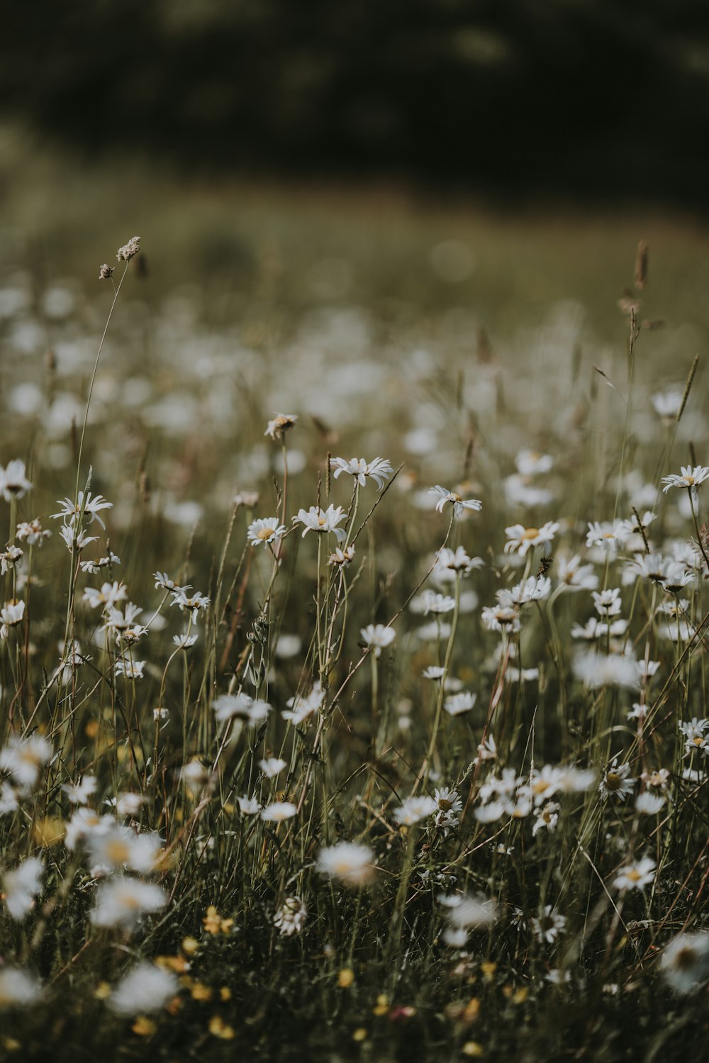 white oxeeye daisy