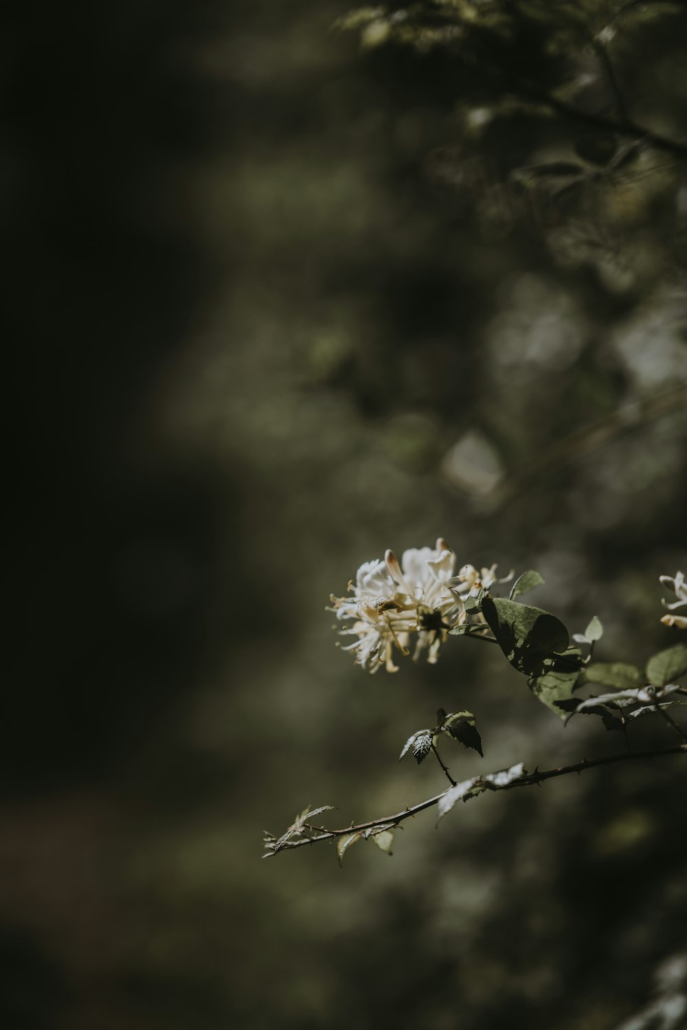 depth photography of white petaled flowers