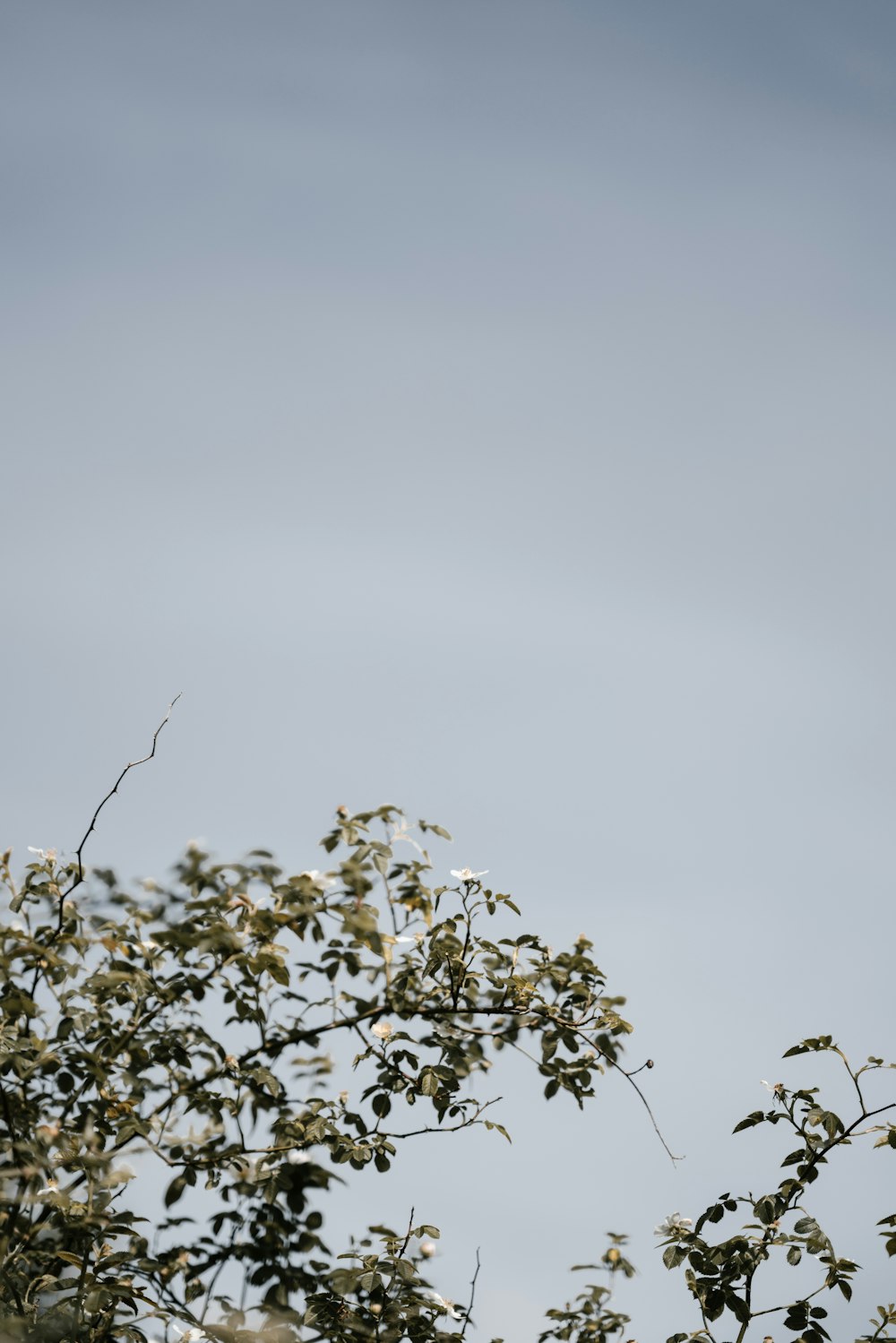 green leaved under white sky during daytime