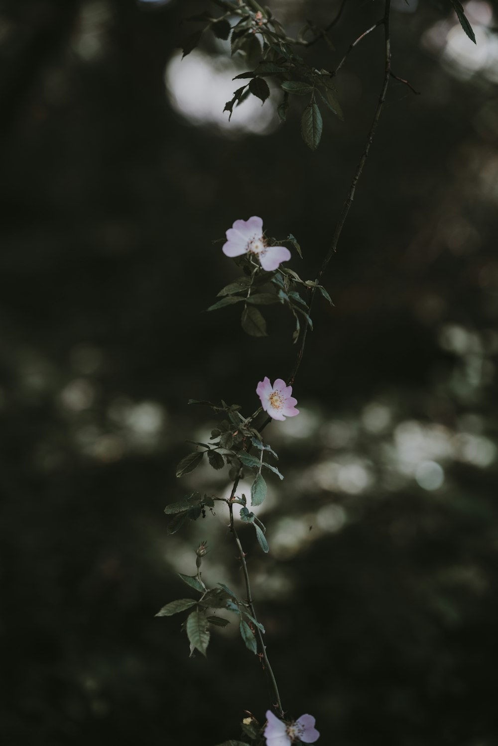 pink flowers