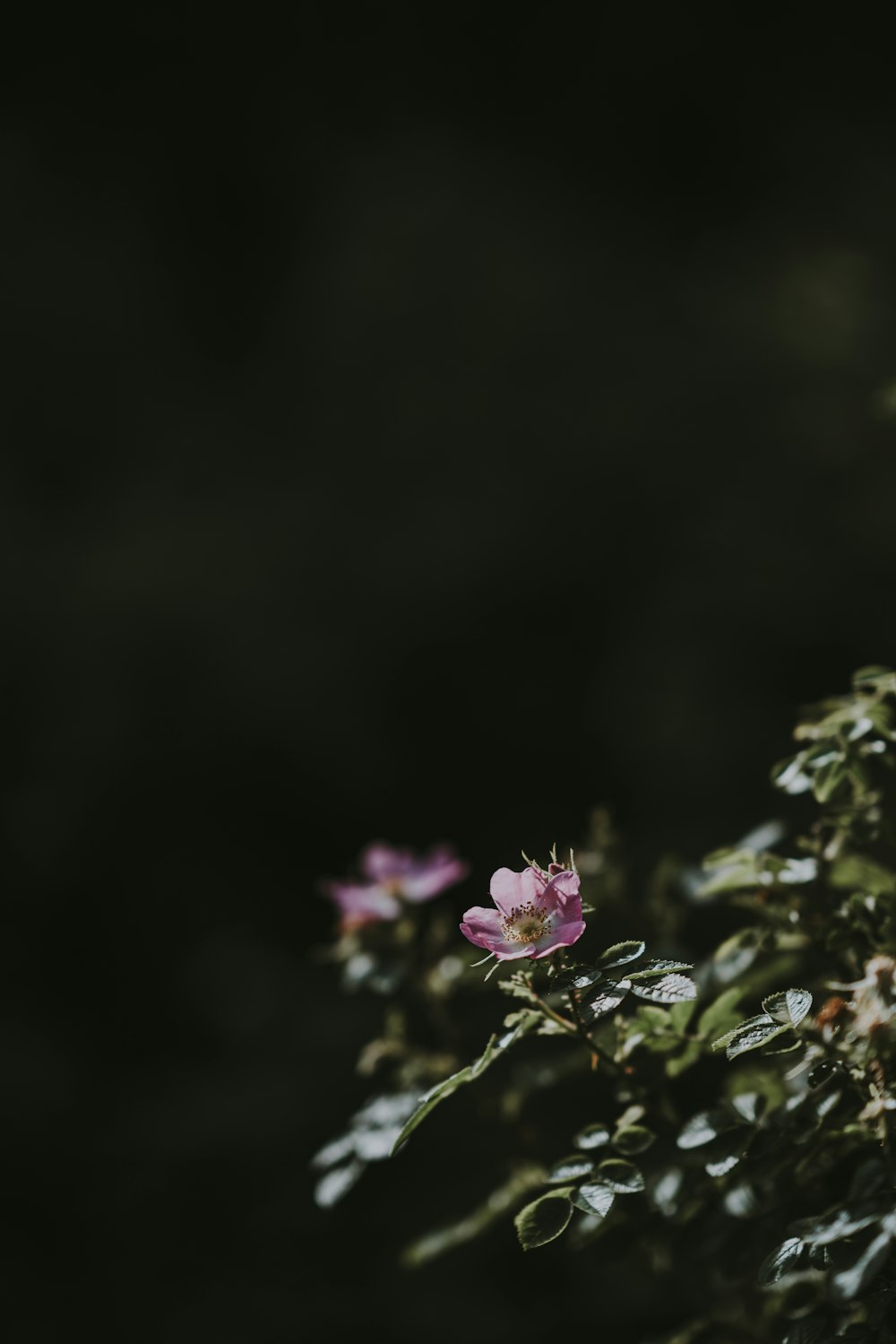 pink flower in bloom