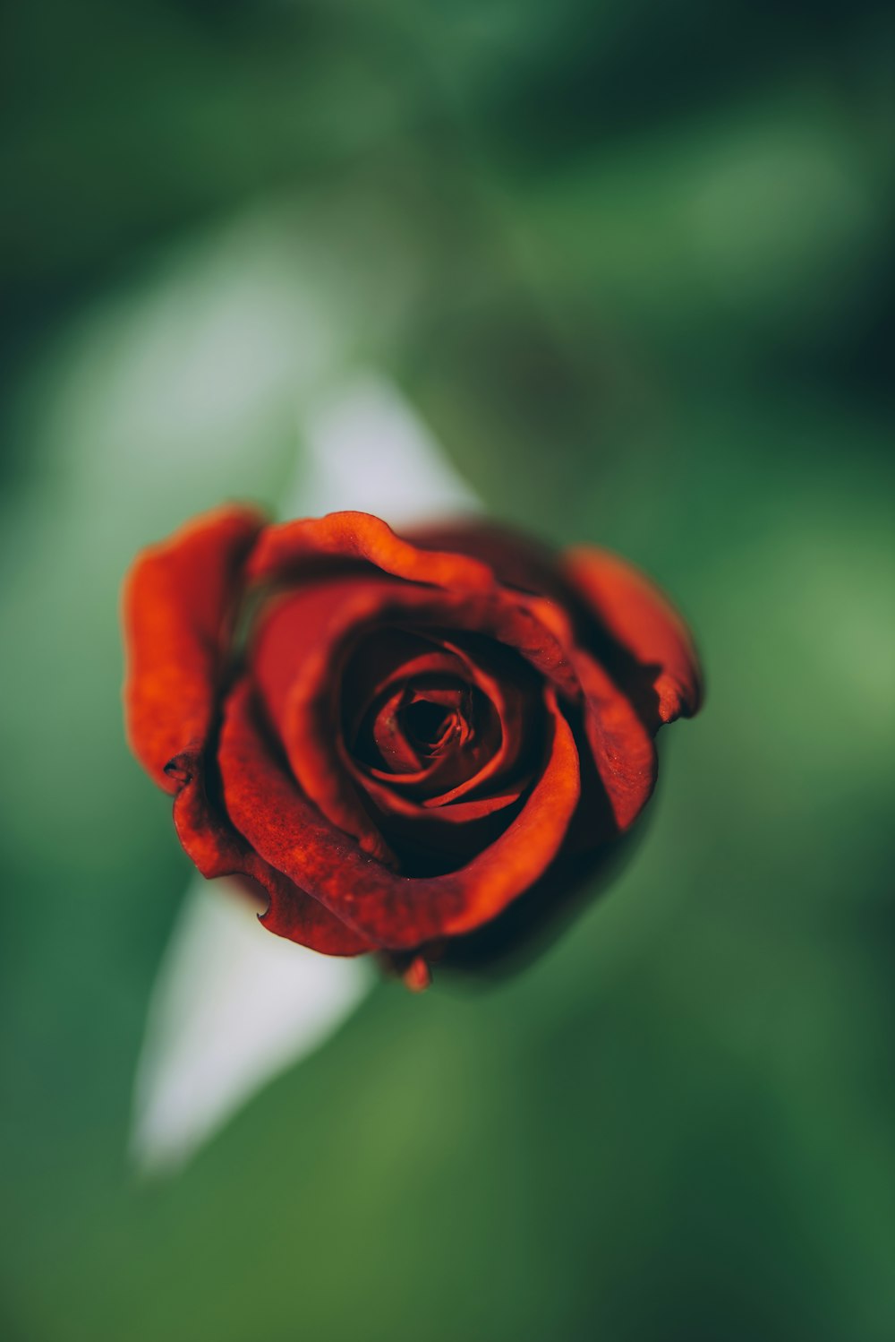 selective focus photography of red rose flower