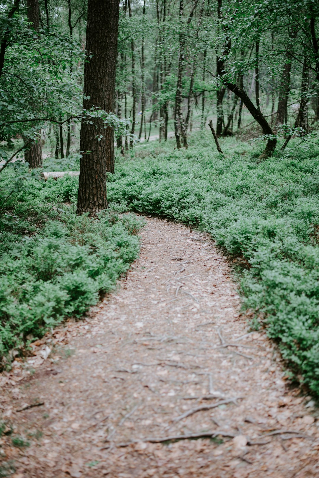 photo of Veluwe Forest near Hoge Veluwe National Park