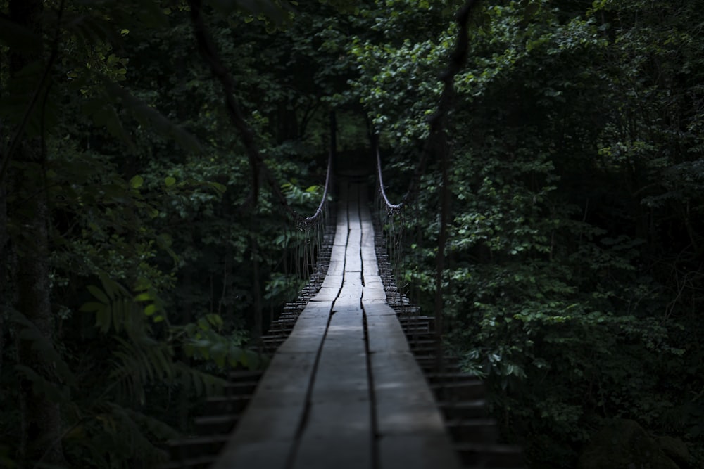 brown wooden bridge in forest