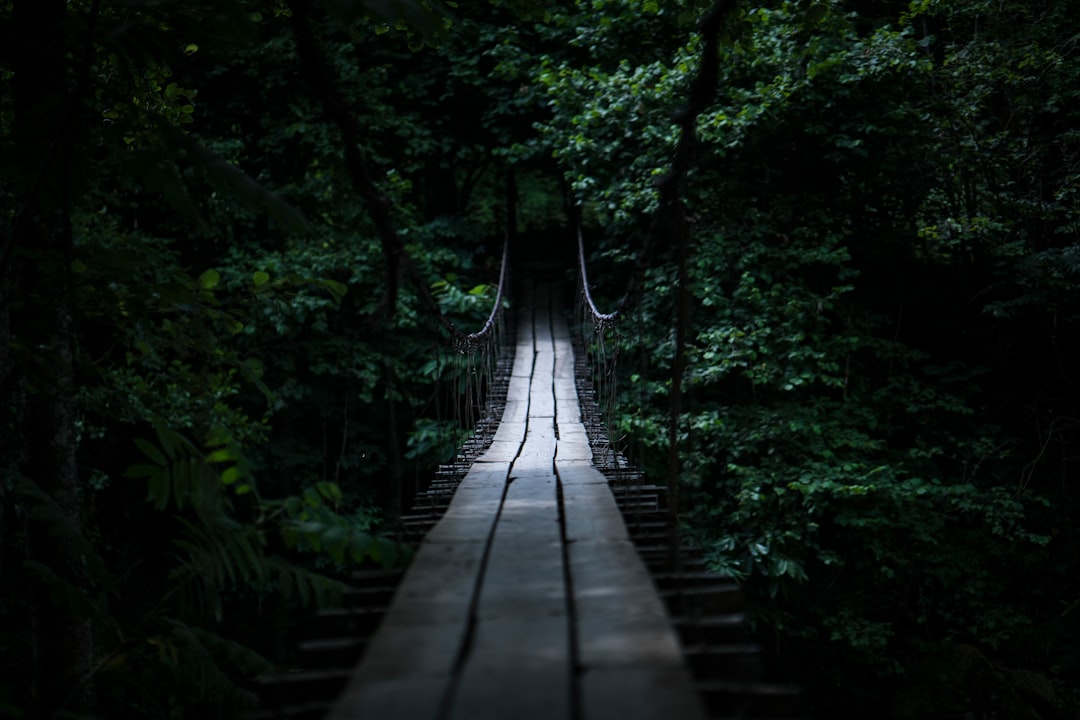 brown wooden bridge in forest