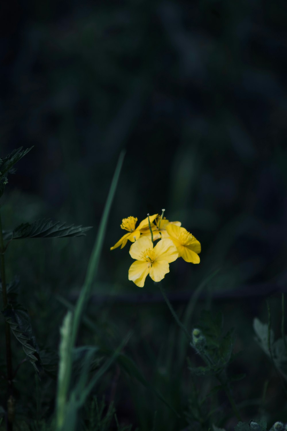 una sola flor amarilla en una zona cubierta de hierba