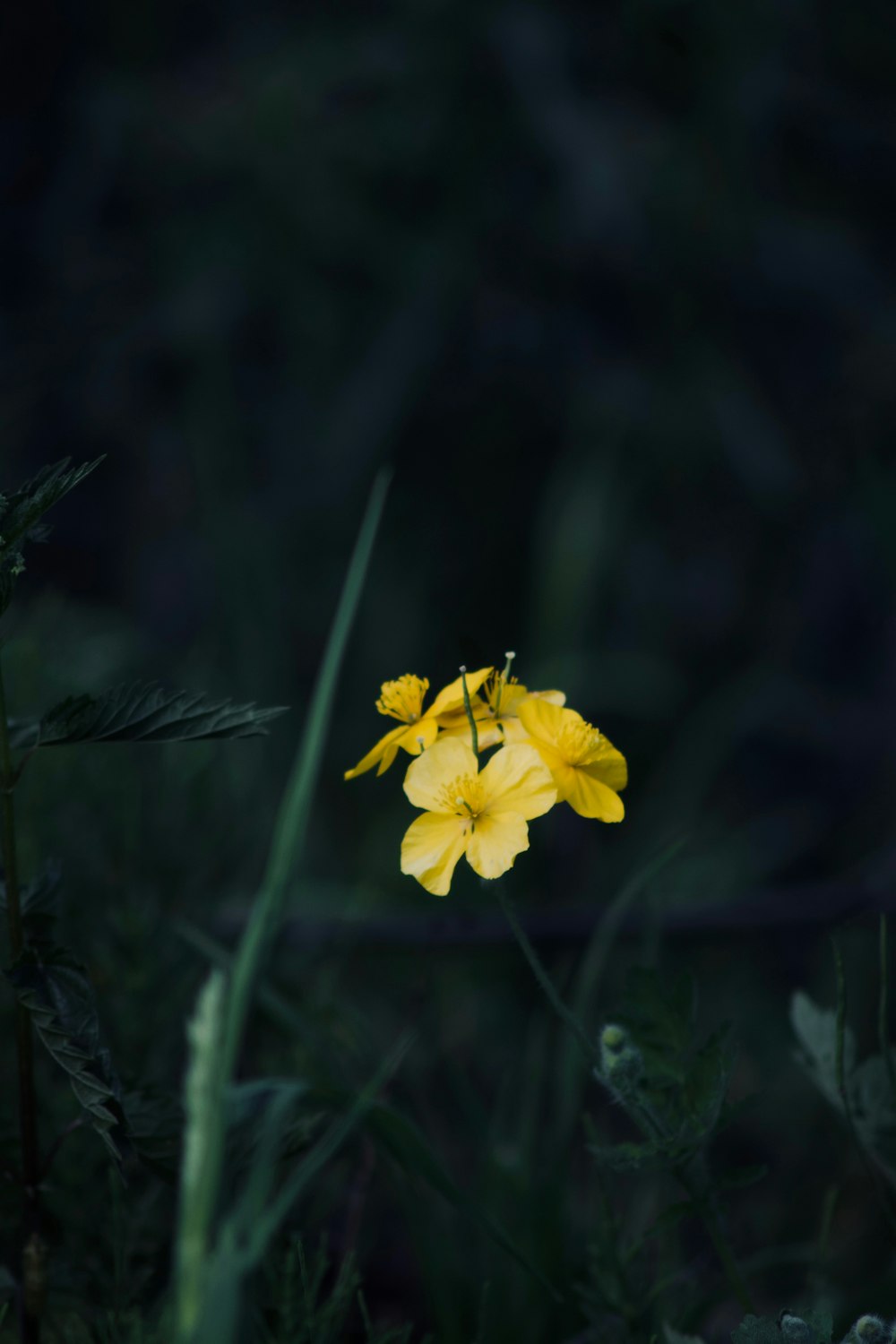 a single yellow flower in a grassy area