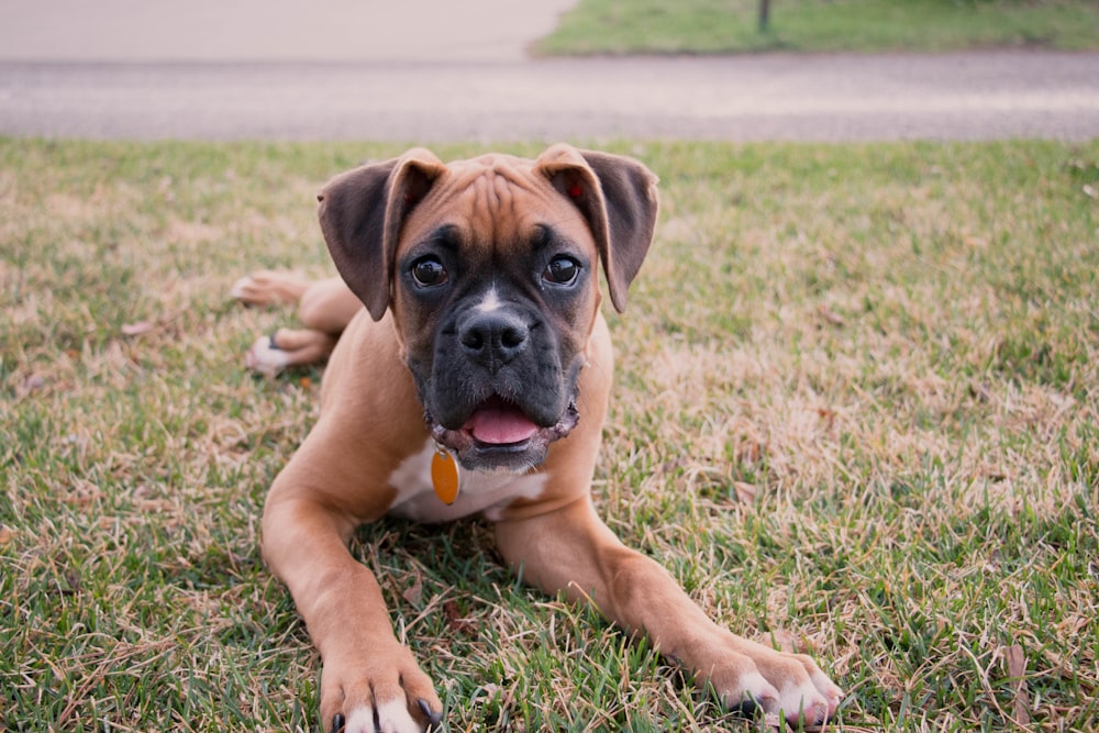 brown boxer dog lying on the ground