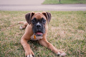 brown boxer dog lying on the ground