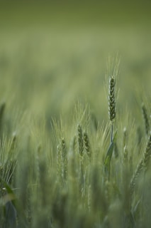 shallow focus photograph of green plants