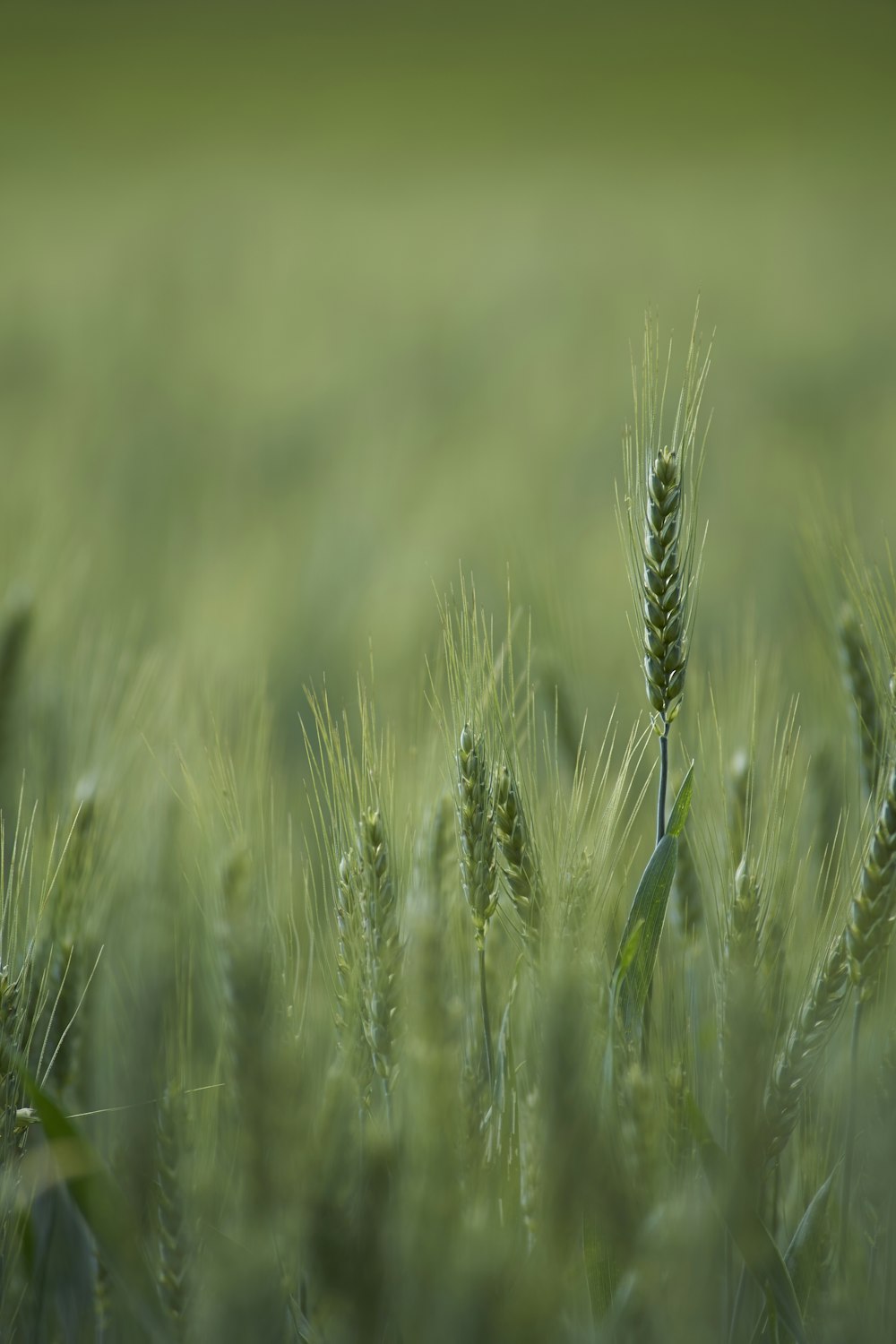 shallow focus photograph of green plants