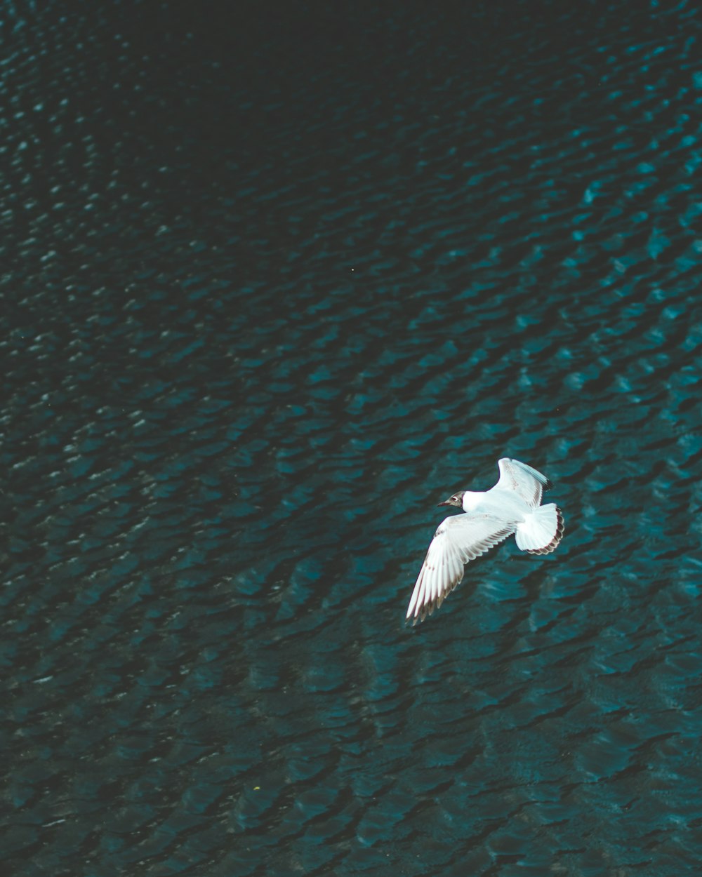 white bird flying above body of water at daytime
