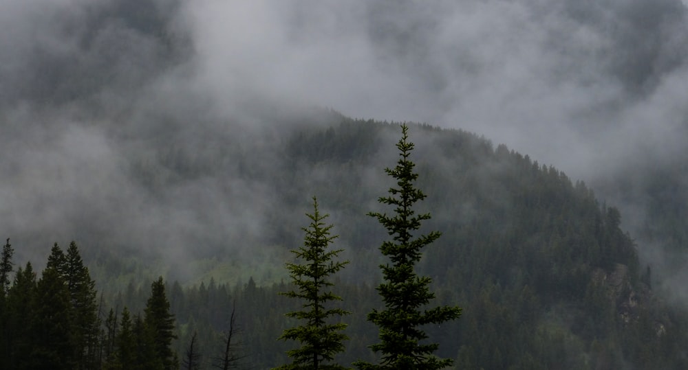 mountain with trees covered with mist