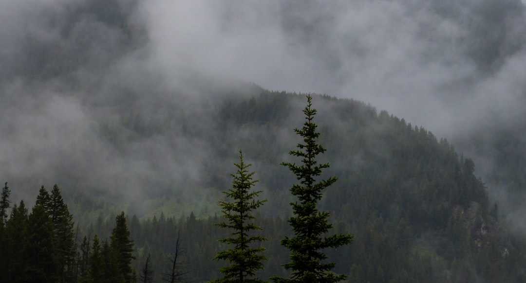 Forest photo spot Exshaw Sunshine Village