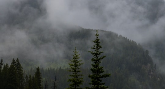 mountain with trees covered with mist in Exshaw Canada