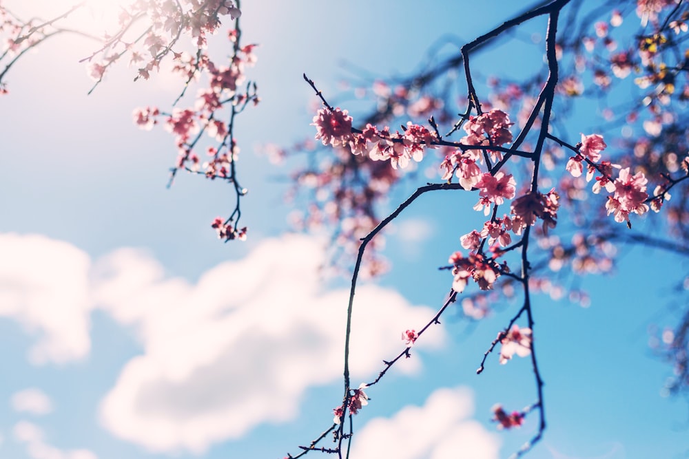 cherry blossom tree