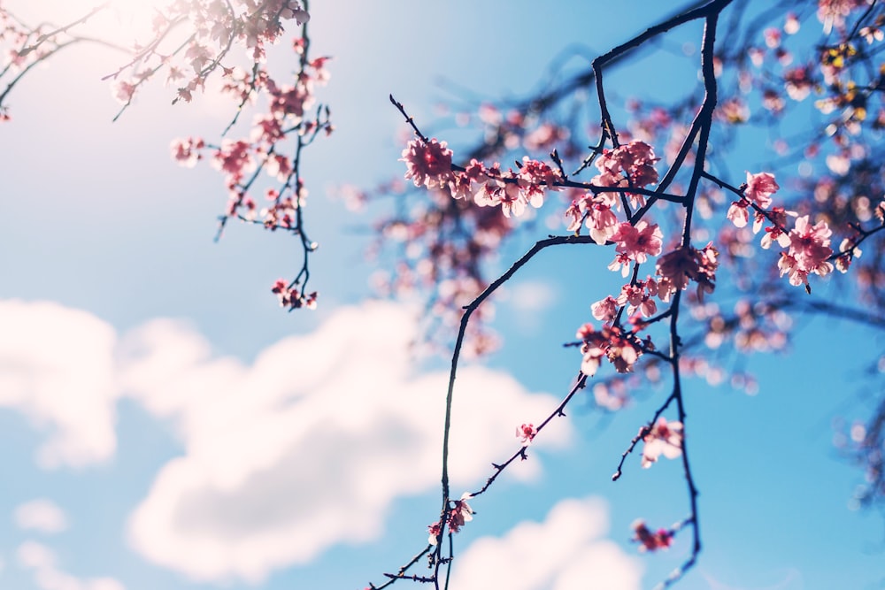 cerisier en fleurs