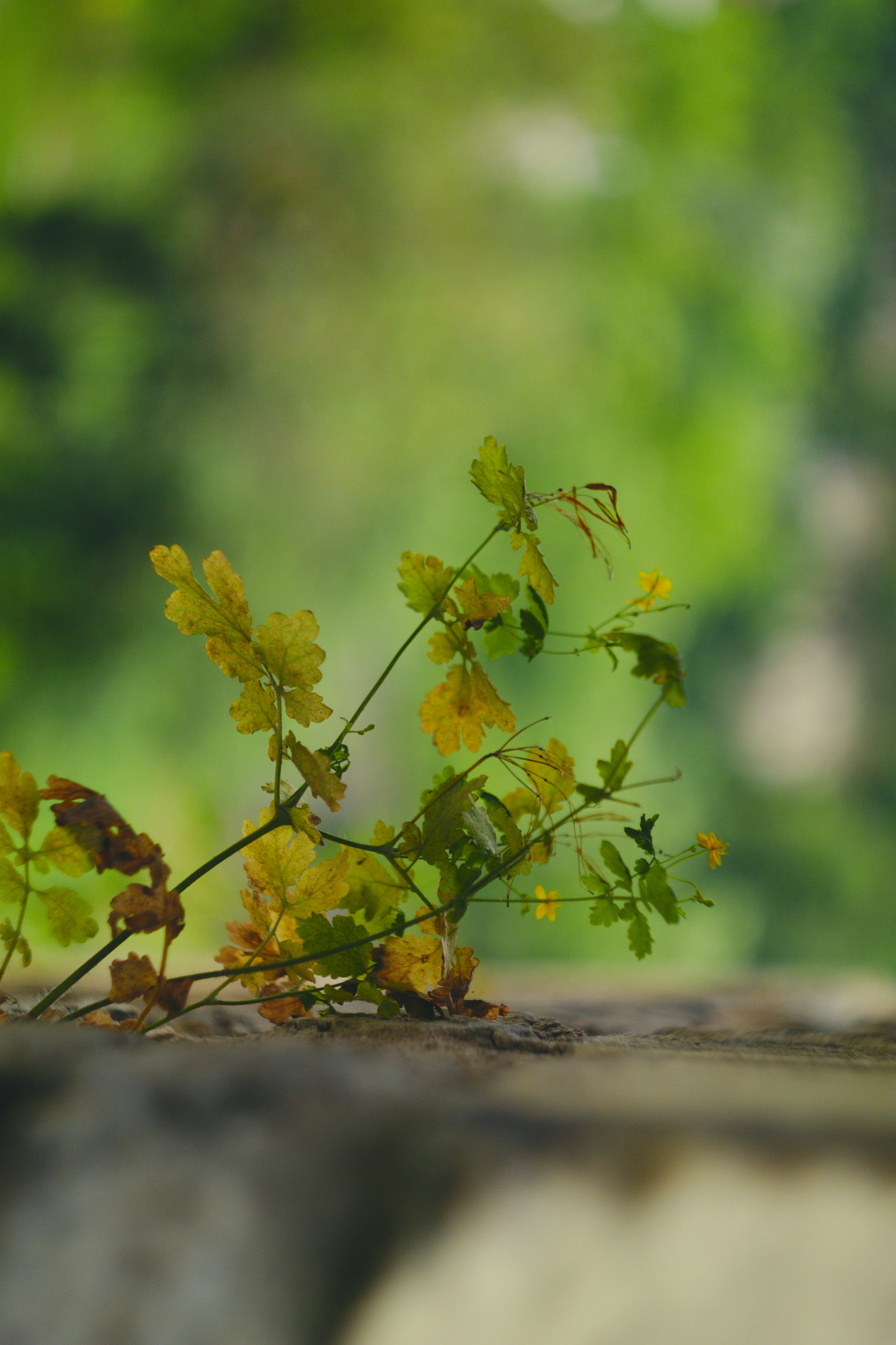 Photo by ed_leszczynskl