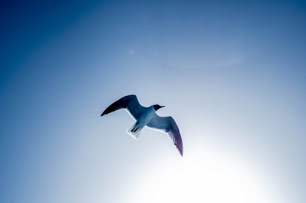 white and black bird flying under blue sky