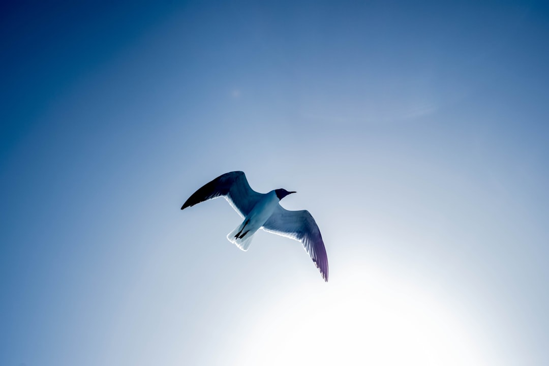 The Perplexing Paths 7 Bizarre Award Flight Routes That Actually Wo… — The Perplexing Paths 7 Bizarre Award