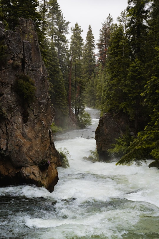 green pine trees beside body of water in Benham Falls United States