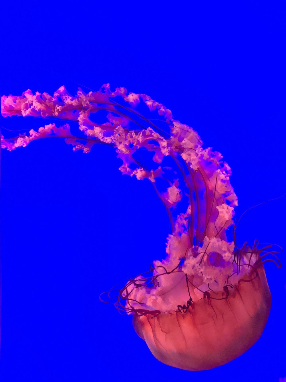 Medusas rosadas nadando bajo el agua