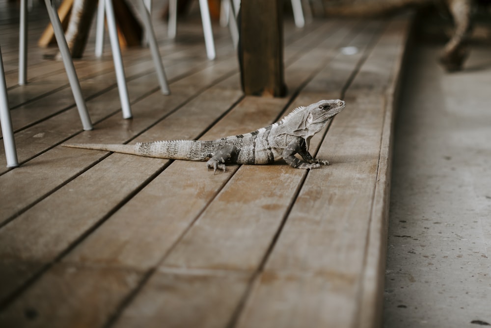 lagarto gris sobre piso de madera marrón