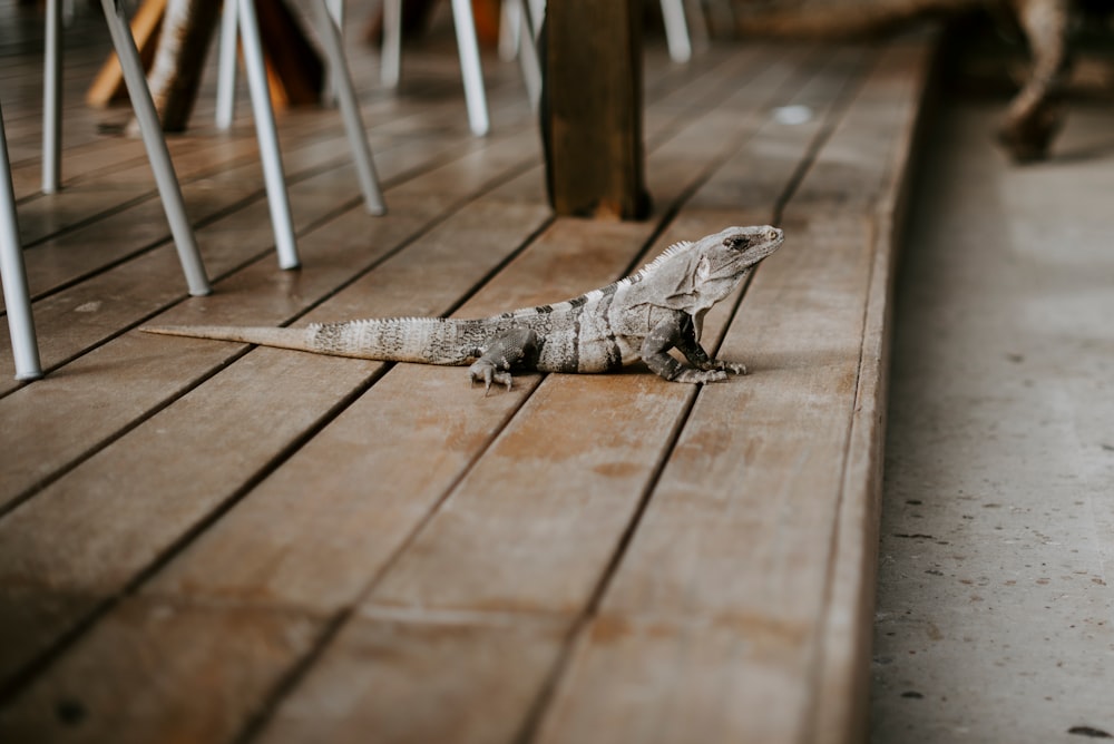 gray lizard on brown wooden floor