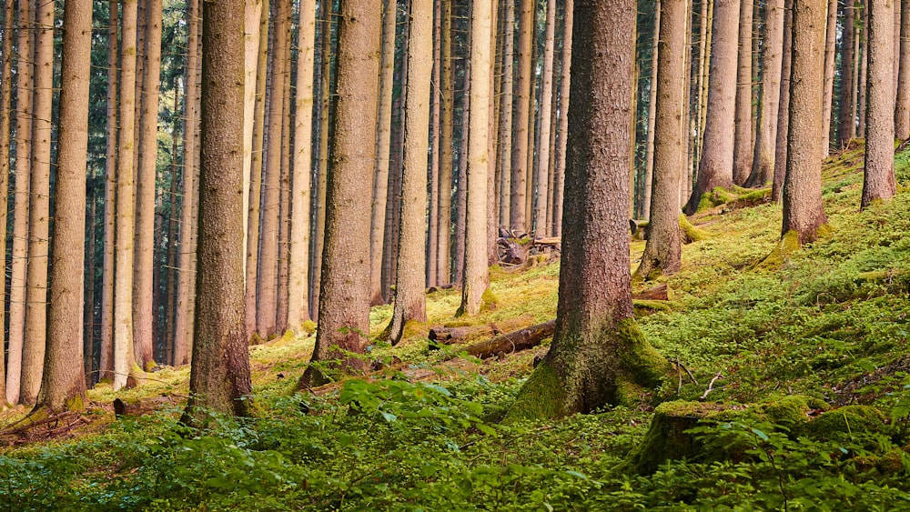 arbres sur un champ d’herbe verte