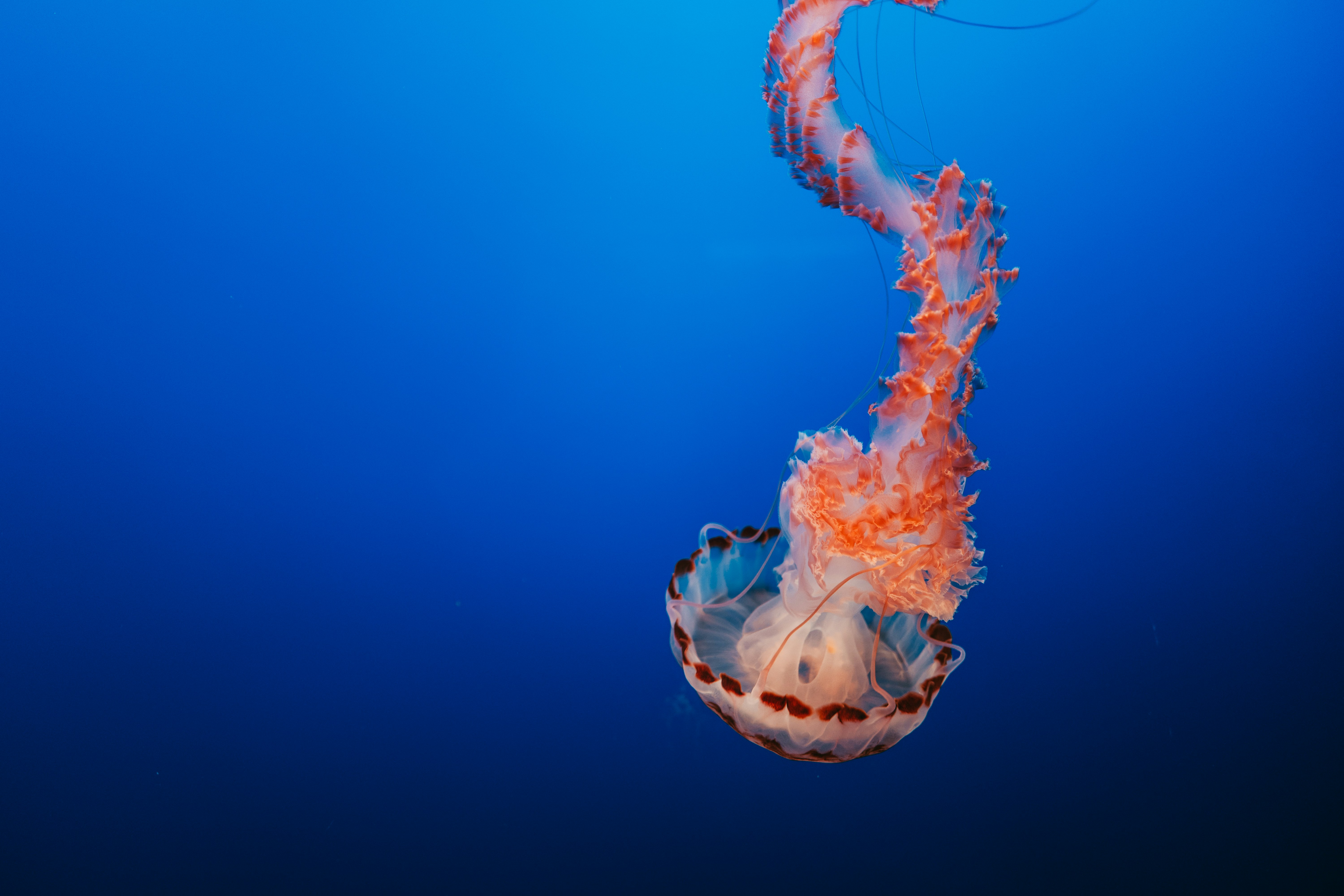 orange and pink jellyfish underwater