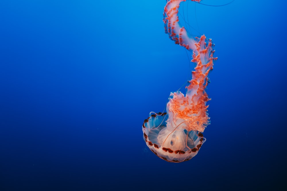 orange and pink jellyfish underwater