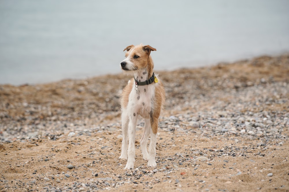 dog standing on coat