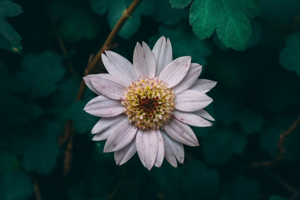 Fotografia de foco raso da flor