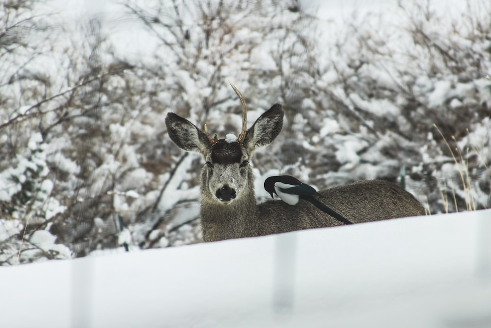 brown deer near tree covered with snow