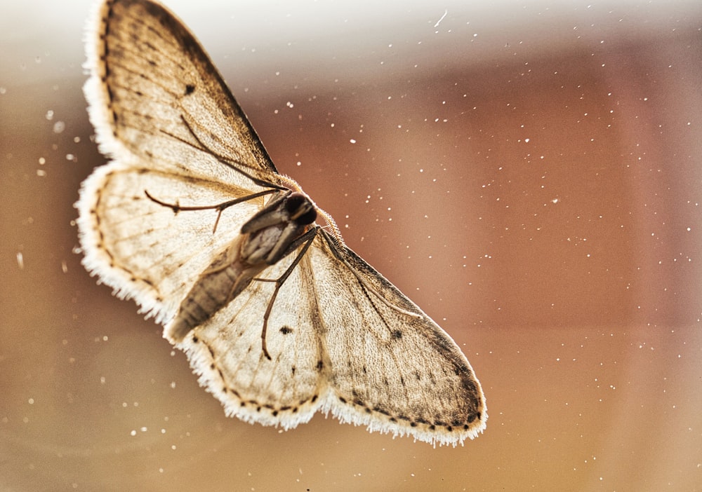 shallow focus photography of brown butterfly