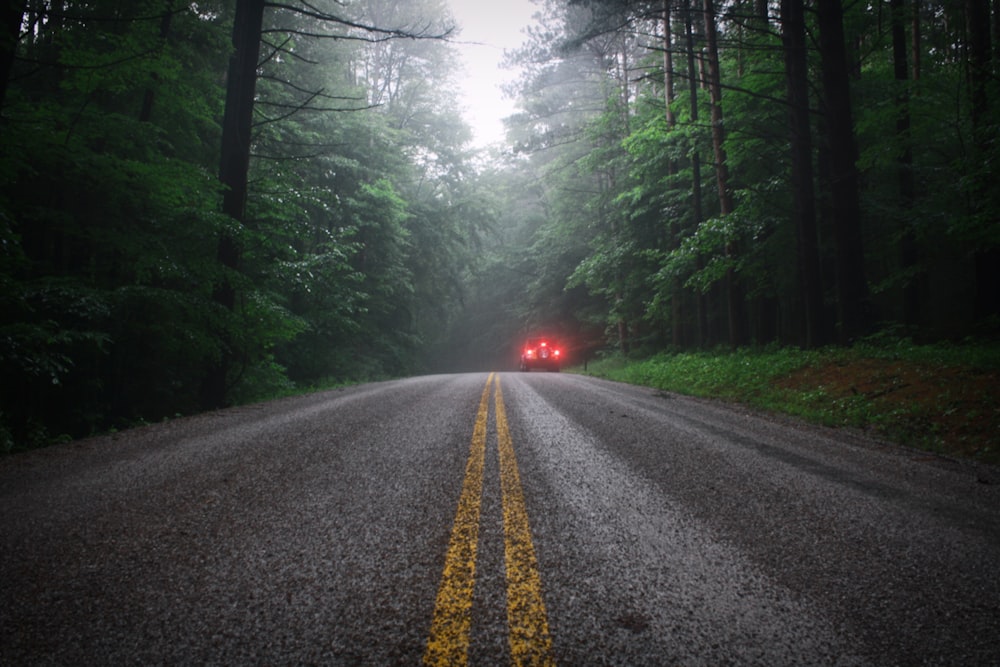 car crossing on forest road