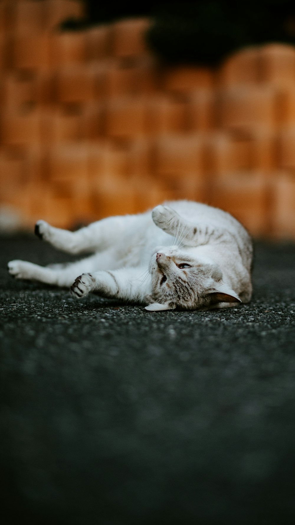 cat on gray pavement