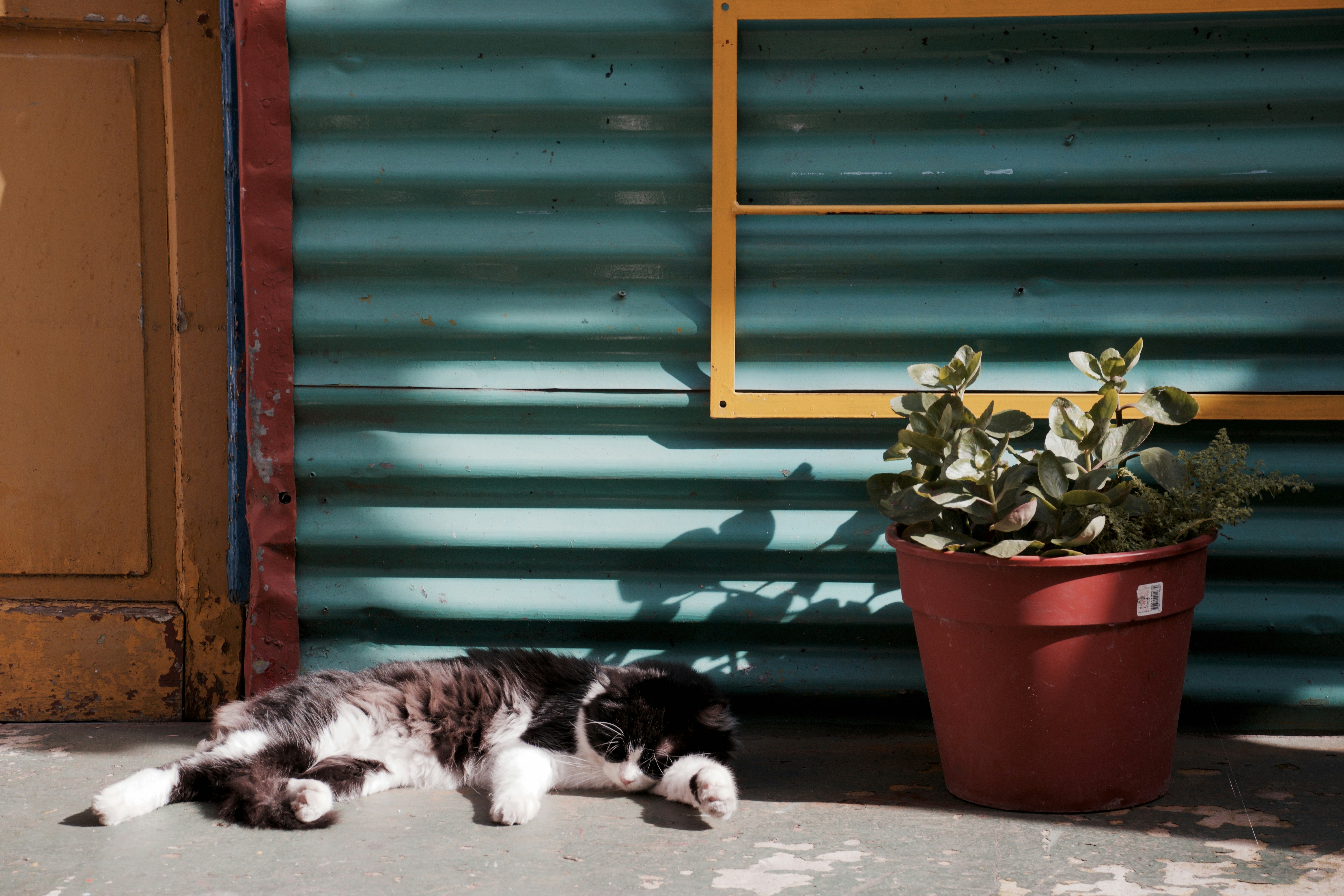 cat sleeping near potted plant