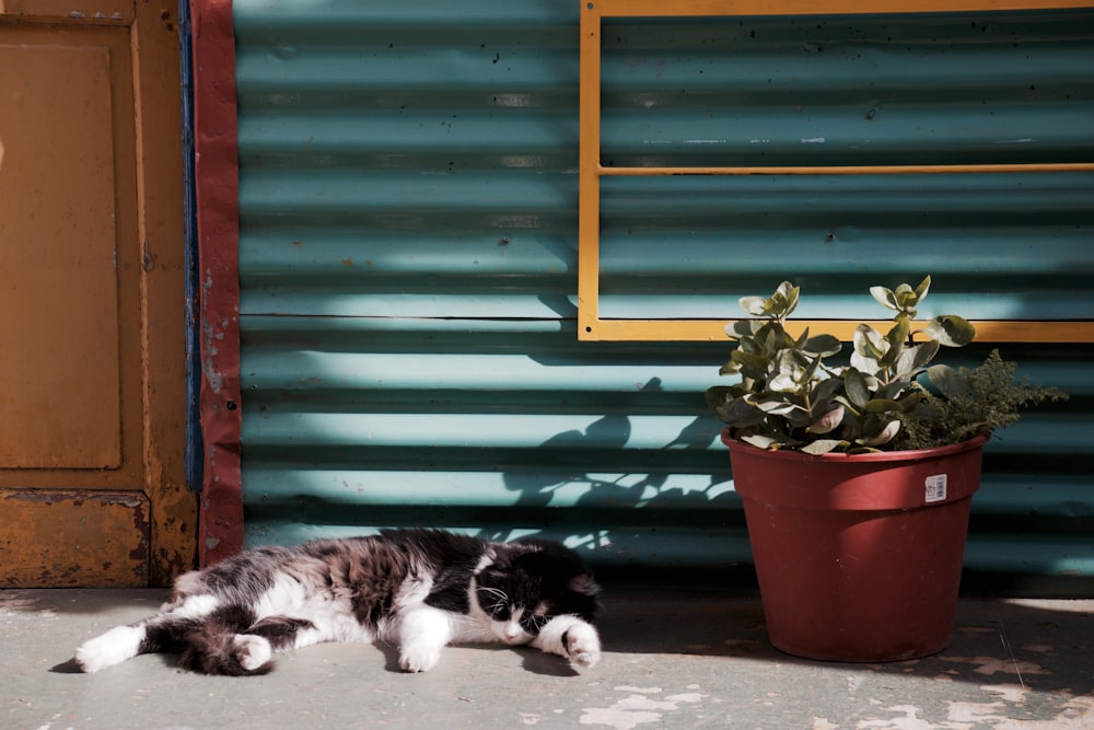 cat sleeping near potted plant